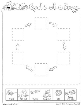 350x453 Life Cycle Of A Frog Worksheets