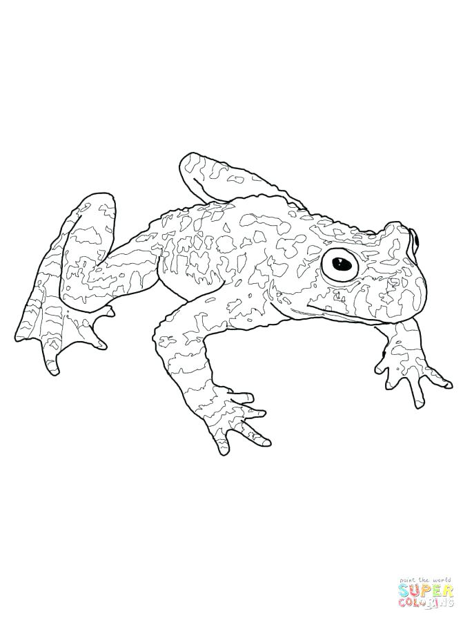 Frog Life Cycle Drawing at GetDrawings | Free download