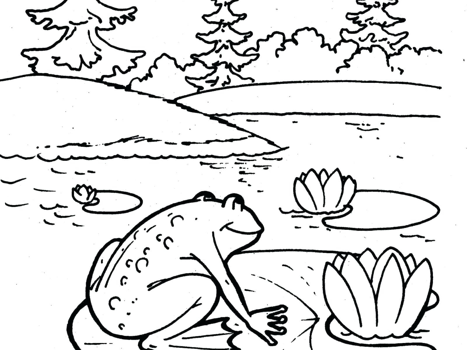 Frog Life Cycle Drawing at GetDrawings | Free download