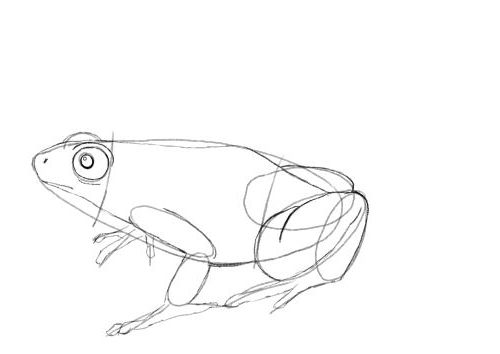 500x354 Frog Drawing Made Easy.