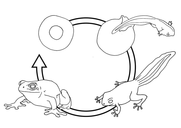 750x531 Coloring Page Frog Life Cycle