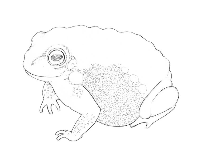 850x684 How To Create Textures With Ink Drawing A Toad Eugenia Hauss