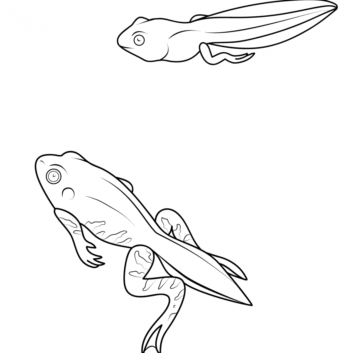 1224x1224 Coloring Pages Amphibian Toad Page Tadpole Free Printable Animals