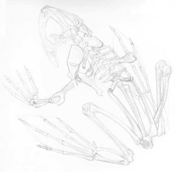 600x581 Frog Skeleton Pencil Drawing By Plushlosophy
