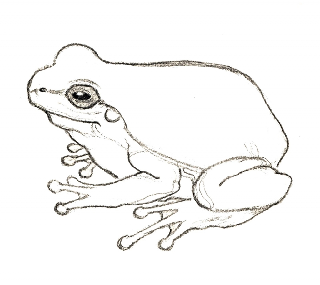 1024x914 Drawings Of Frogs Rampant Eclecticism 365 Drawings Frog 6365