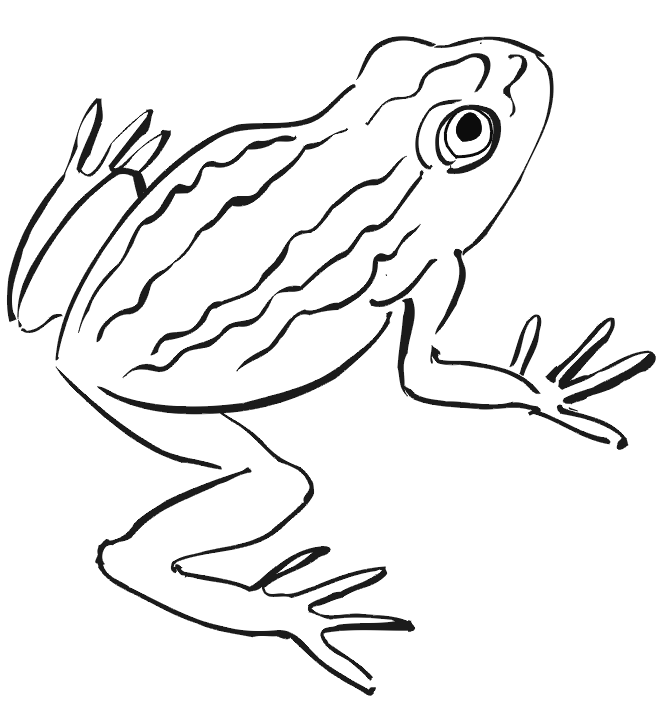 660x718 Frog Coloring Page Realistic Frog Drawing