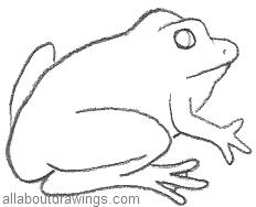 232x188 Frog Drawings In Pencil
