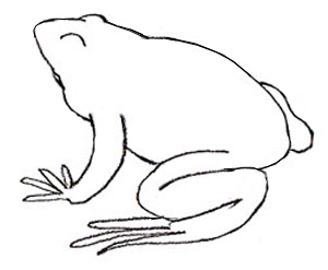 300x247 How To Draw A Frog