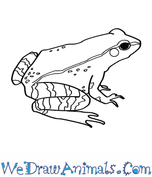 300x350 How To Draw A Wood Frog