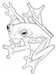 226x300 Inspired By Nature Save The Frogs Day