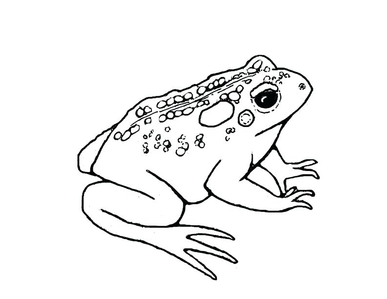 792x612 Coloring Pages Draw A Frog For Kids Frog And Toad Coloring Pages