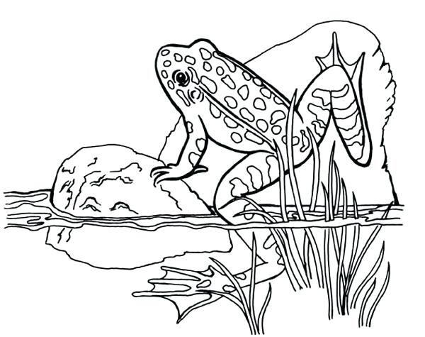 600x475 Coloring Pages Draw A Frog For Kids Animal Coloring Pages For Kids