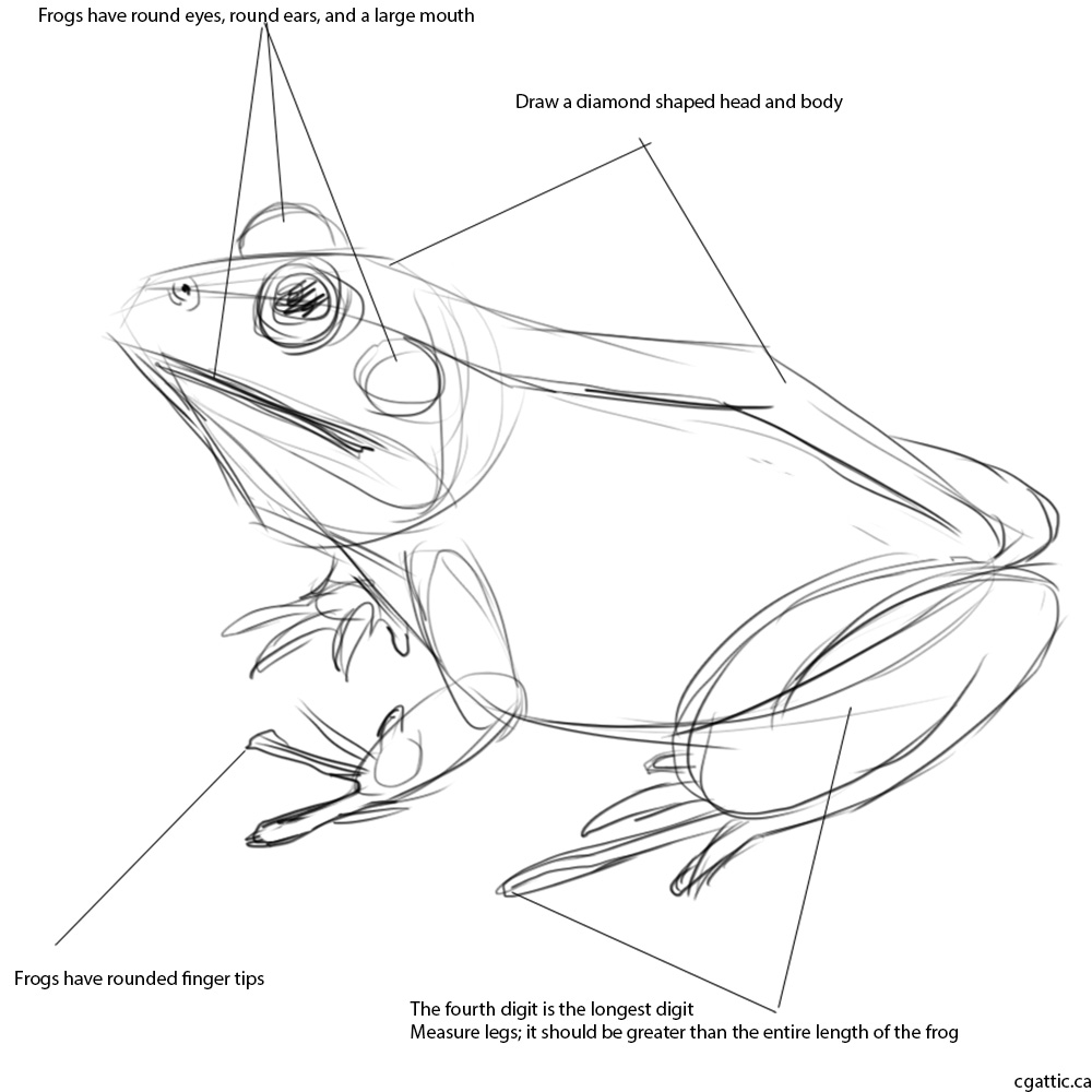 1000x1000 Uncategorized. Draw A Frog Step By Step. Designfacebookcover