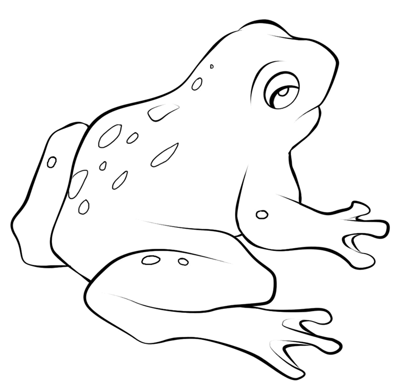 800x780 Top Picture Of A Frog Coloring Book Design