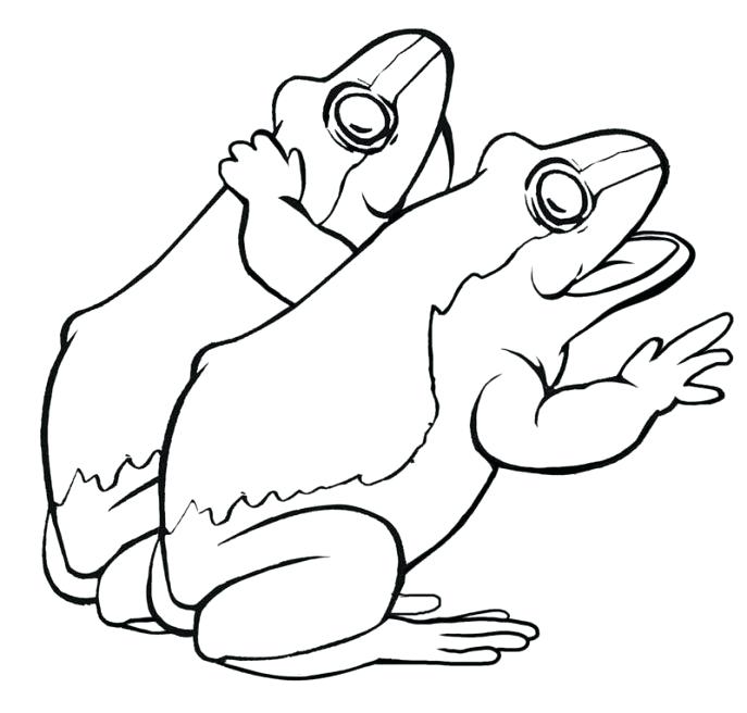687x656 Tree Frog Coloring Pages Frog Coloring Page Green Tree Frog