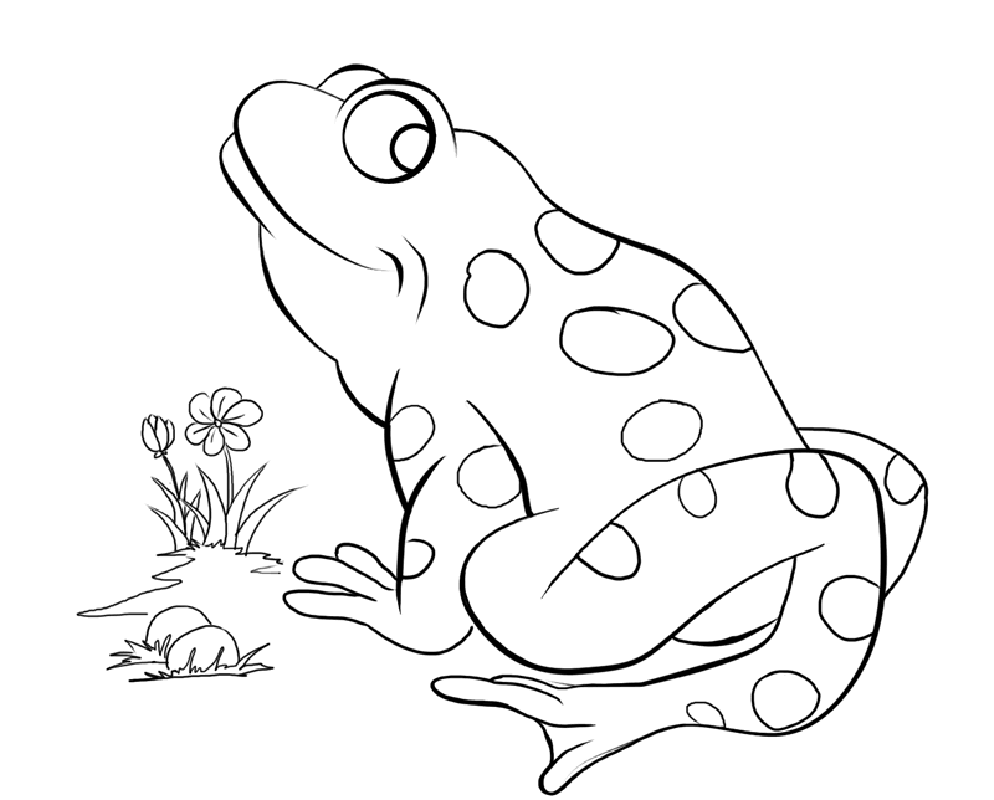 994x800 Free Printable Frog Coloring Pages For Kids Drawing