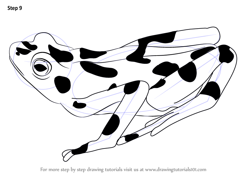 844x598 Learn How To Draw A Golden Frog (Amphibians) Step By Step
