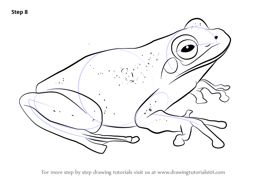 843x596 Learn How To Draw A Green Tree Frog (Amphibians) Step By Step