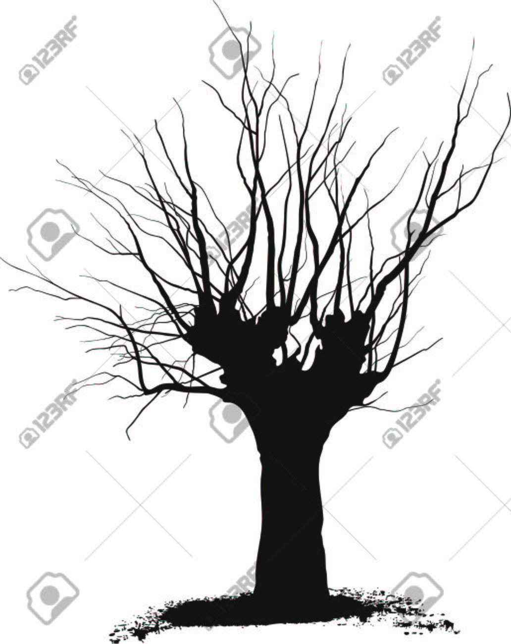 1032x1300 Silhouette Acacia Tree Black Drawings On A White Background