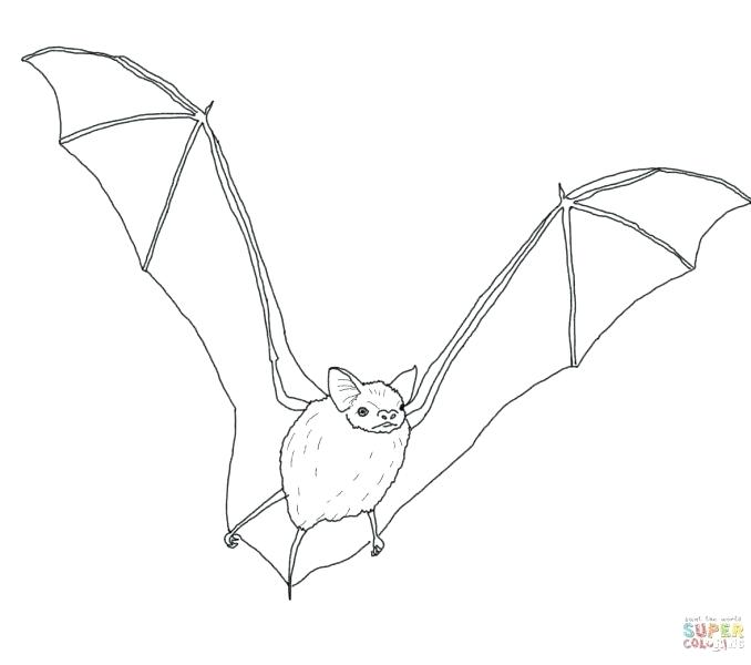 678x600 Coloring Pages Bats Cute Bat Coloring Page Coloring Pages