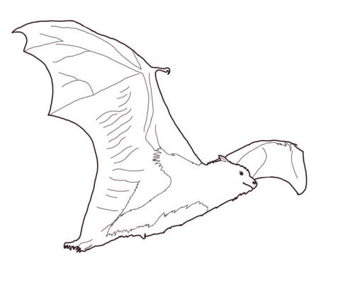 480x400 Fruit Bat Coloring Page Free Printable Coloring Pages