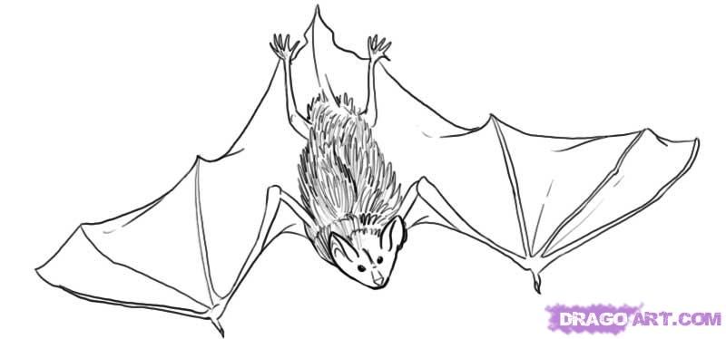 800x374 How To Draw A Bat, Step By Step, Halloween, Seasonal, Free Online