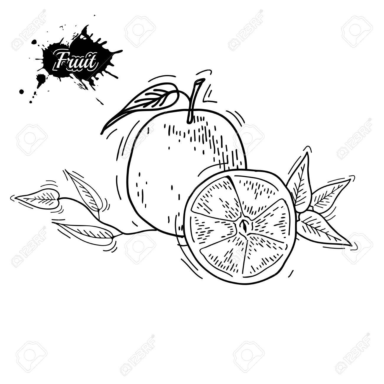 1300x1300 Freehand Drawing Fruit. Vector Illustration. Fruits. Vector Fruits