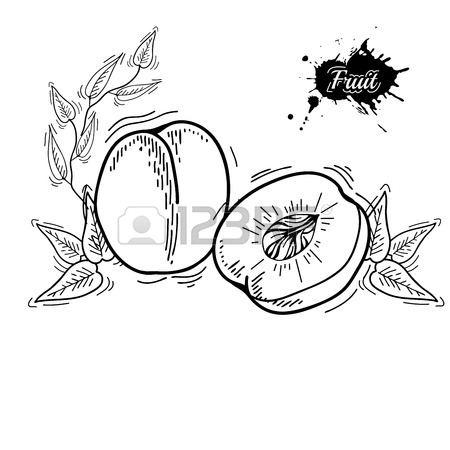 450x450 Watercolor Drawing Fruit. Vector Illustration. Fruits. Vector