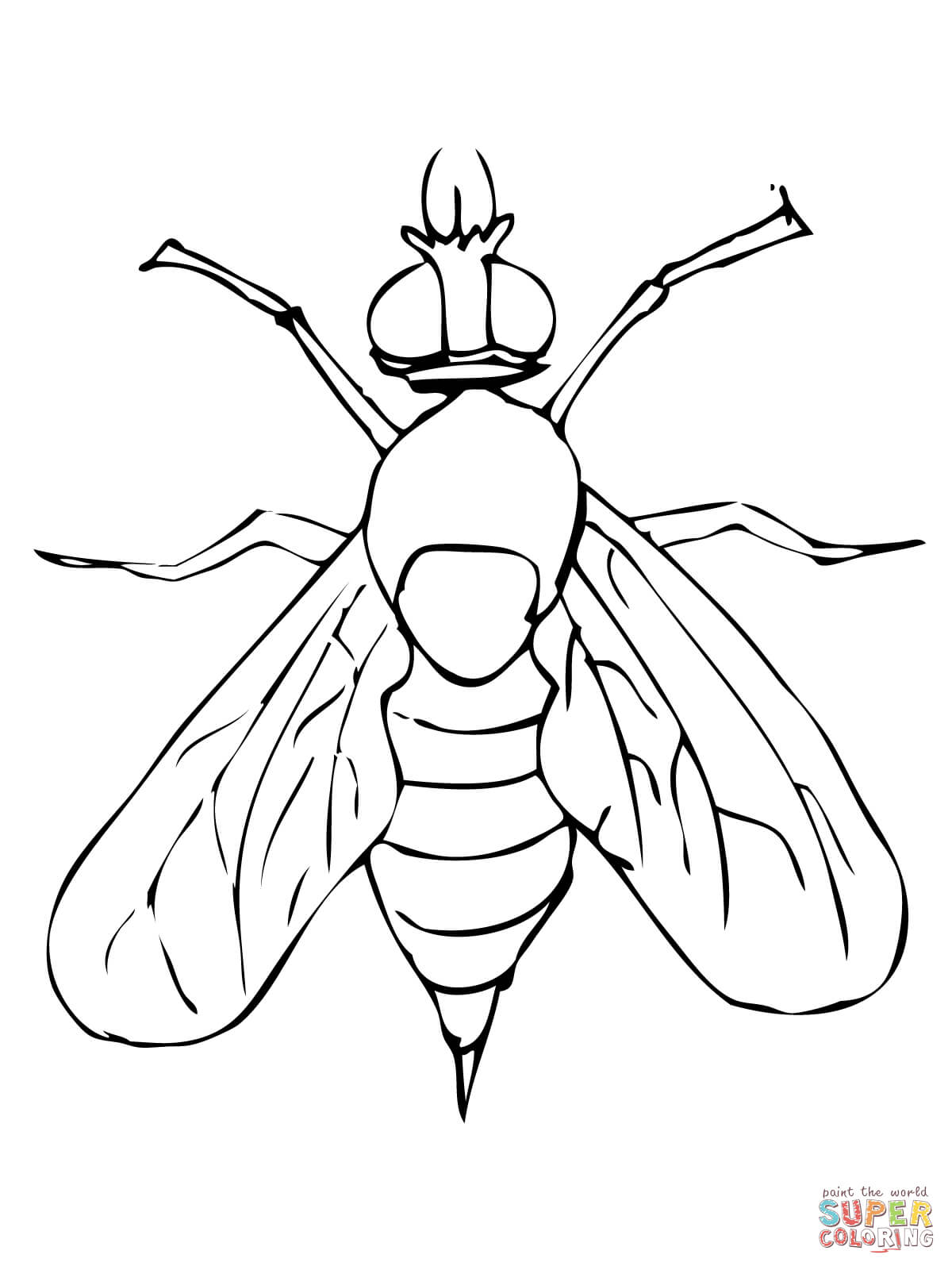 1200x1600 Drosophila Fruit Fly Coloring Page Free Printable Coloring Pages
