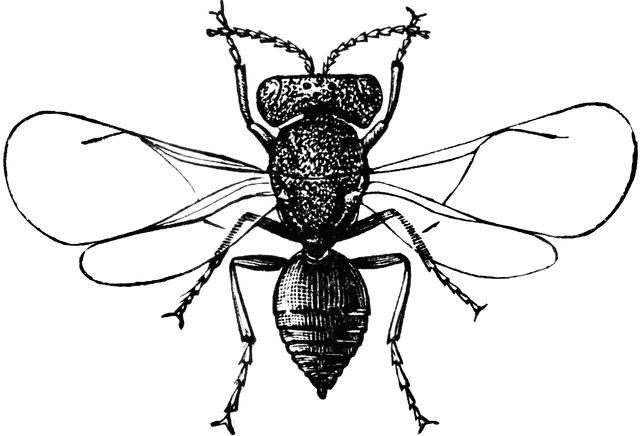 640x436 Female Fruit Fly Clipart Etc