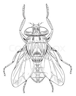 253x320 Fly Drawing Against White Stock Vector Colourbox