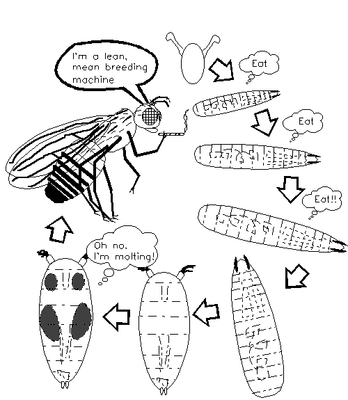 500x575 Freddy The Fruit Fly