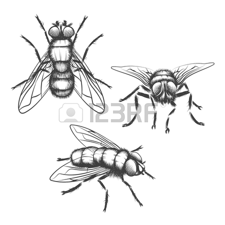 450x450 Hand Drawn Flies. Insect With Wing, Biology And Sketch, Vector