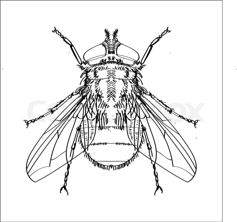 800x750 Hand Drawn Sketch Of Fly Isolated, Black And White Cartoon Vector