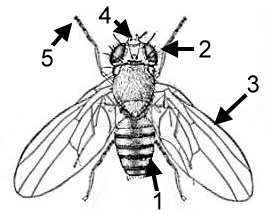 266x214 Herriotl's Frog Blog Post 8 This Week In Science (Fruit Flies