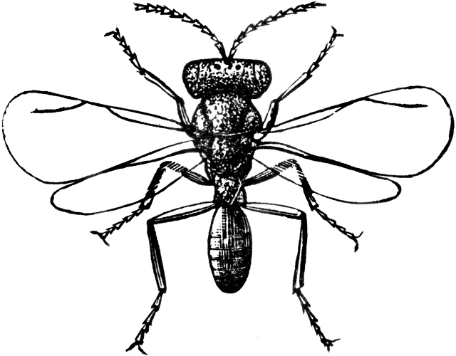 640x500 Male Fruit Fly Clipart Etc