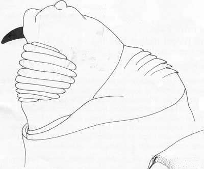 400x332 West Indian Fruit Fly