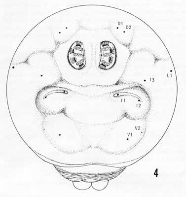 377x400 Oriental Fruit Fly