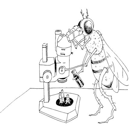 427x451 7 Best Drosophila Images On Genetics, Lab And Fruit Flies