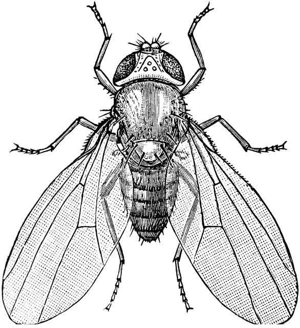 586x640 Common Fruit Fly Clipart Etc