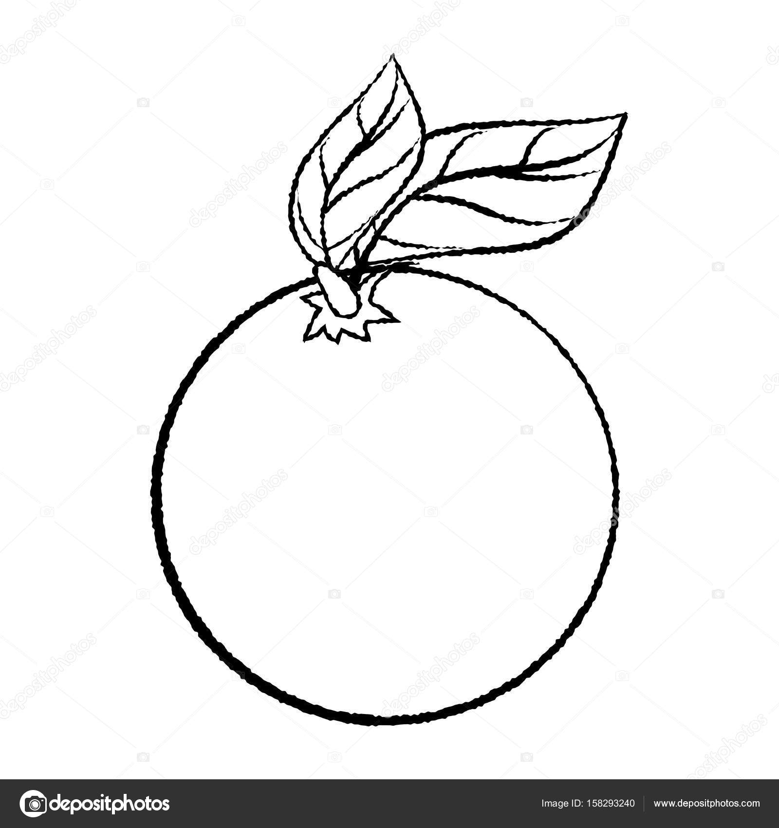1600x1700 Line Drawing Of Orange With Leave Simple Line Vector Stock