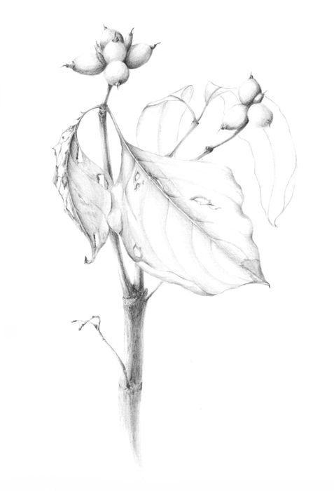 Fruit Pencil Drawing