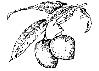 315x227 Mango Fruit Facts