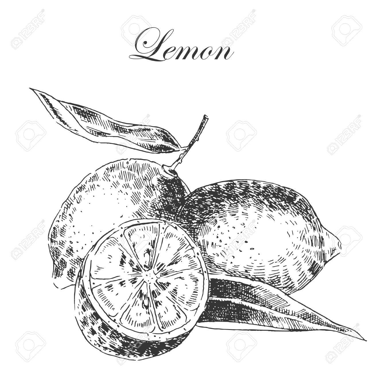 1300x1300 Vector Lemon Citrus Hand Drawn Sketch In Ink And Pencil. Retro