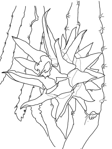 360x480 Dragon Fruit On Tree Coloring Page Free Printable Coloring Pages