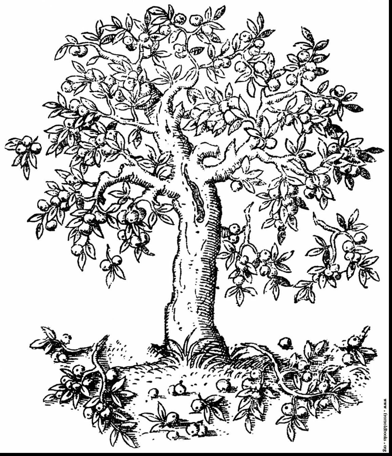 1262x1469 Fruit Trees Coloring Sheet