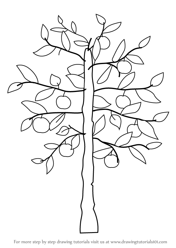 Fruit Tree Drawing at GetDrawings | Free download