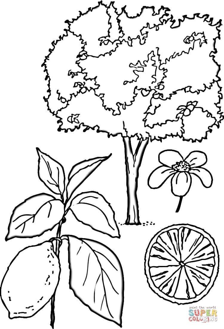750x1101 Lemons Tree Coloring Page Free Printable Coloring Pages