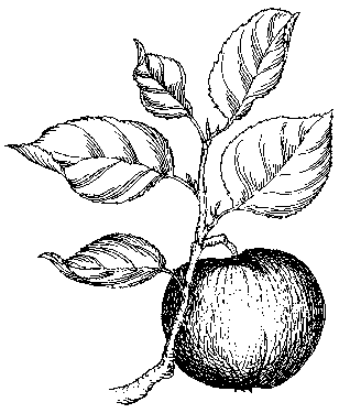 308x375 Seedling Fruit Trees