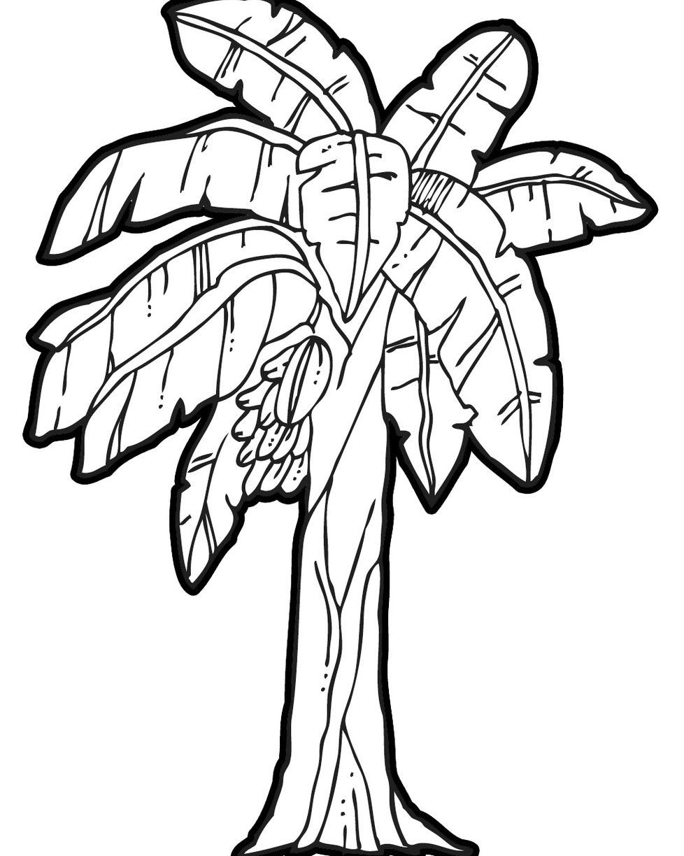 978x1224 Click To See Printable Version Of Bunch Bananas Tree Coloring